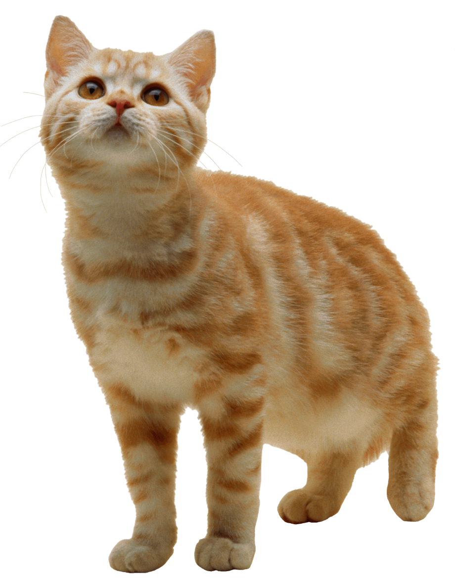 Кошка на прозрачном фоне