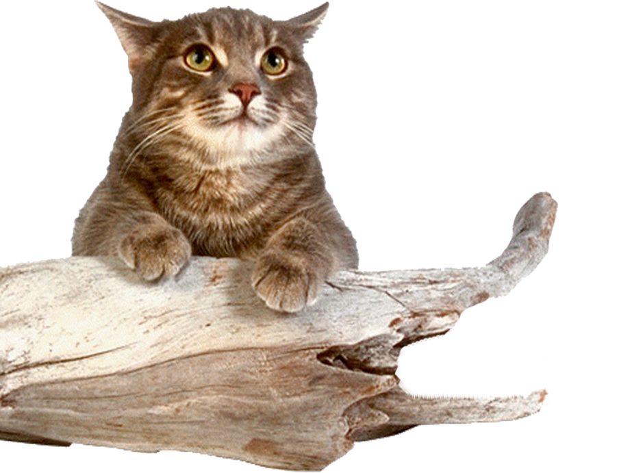 Смешной кот на прозрачном фоне