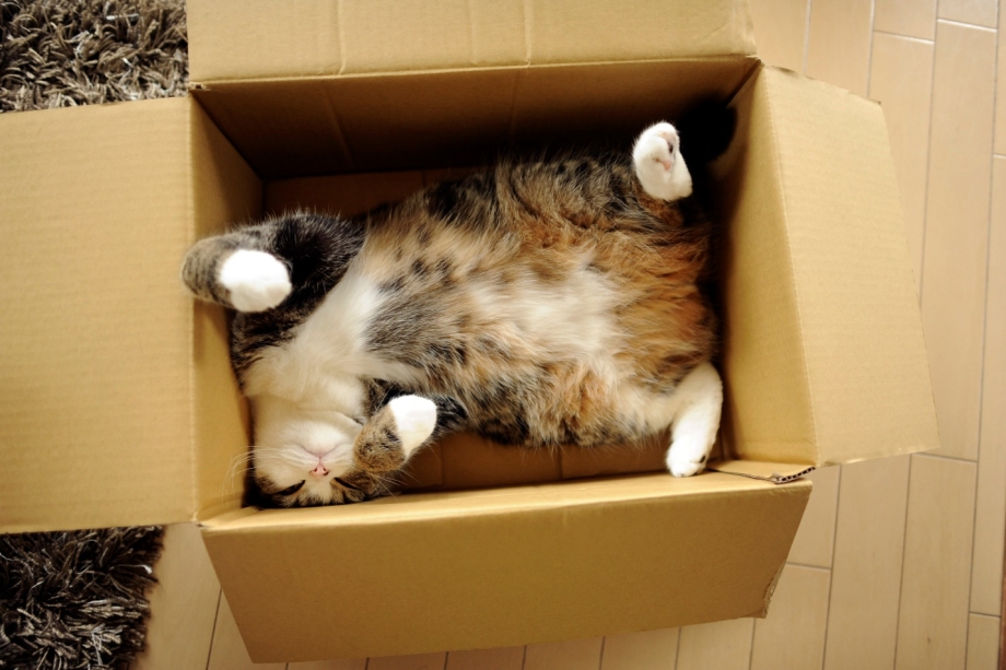 Котик в коробочке
