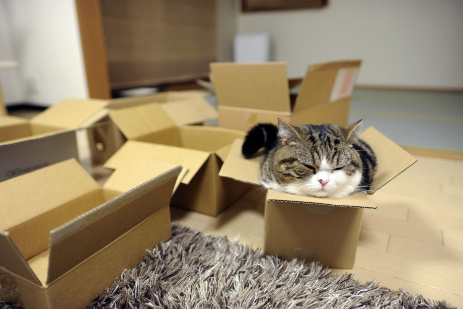 Коробка для кота