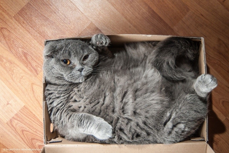 Коты в коробках