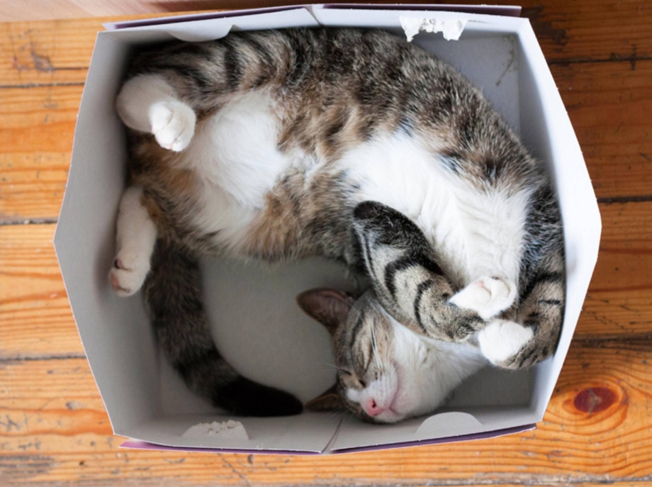 Кошки в коробках