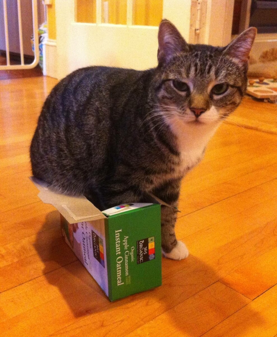 Коробка для кота