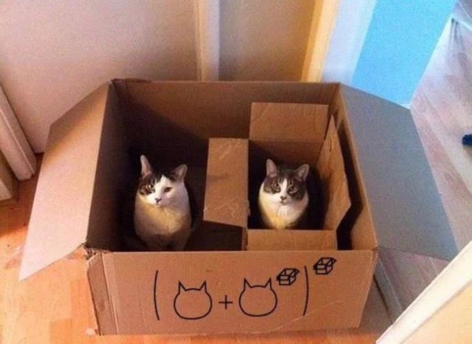Коты в коробках