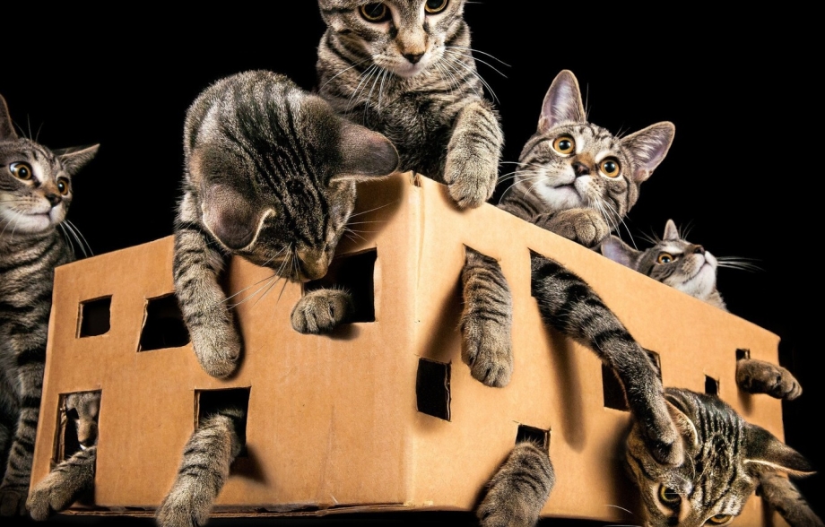 Кошки в коробках