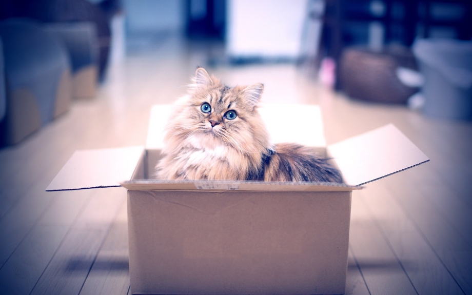 Котенок в коробочке