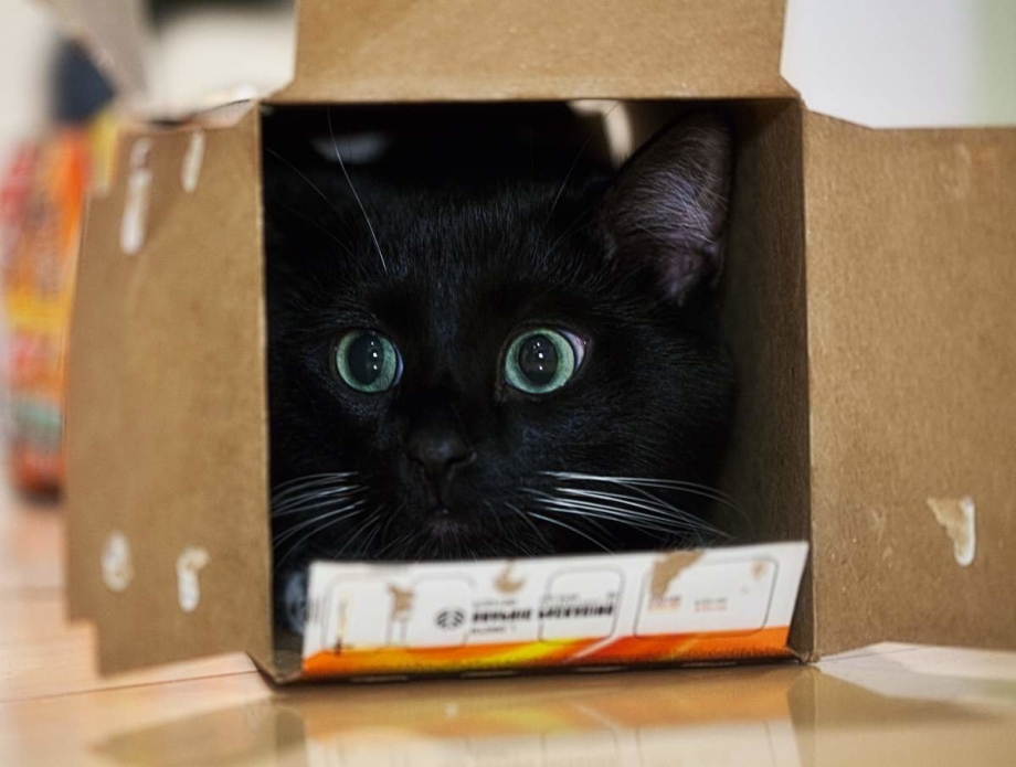 Кошка в коробке