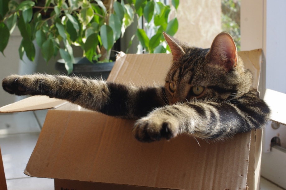 Котята в коробке