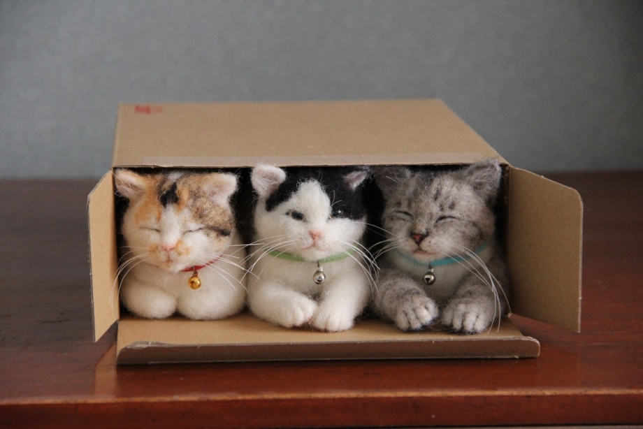 Котики в коробках