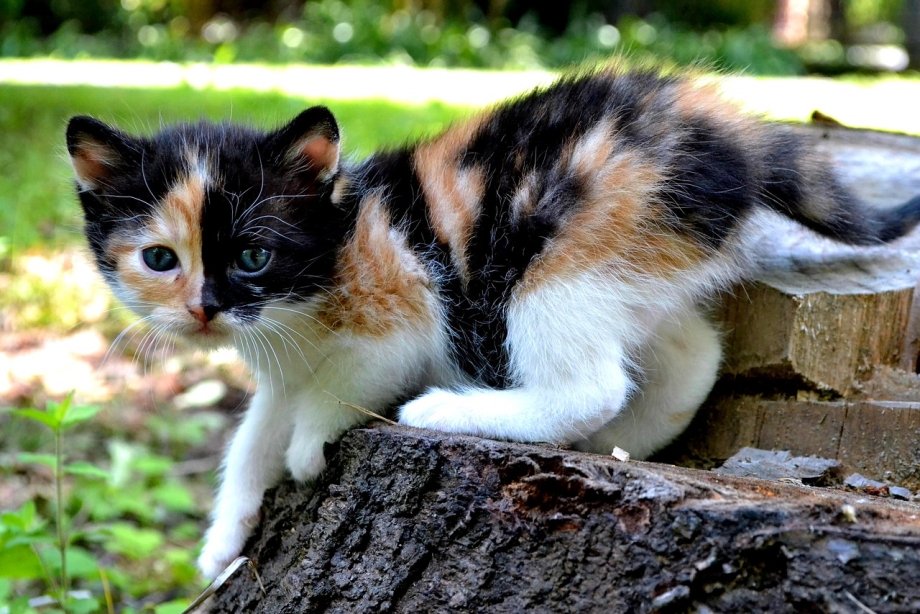 Трехцветная кошка с котятами