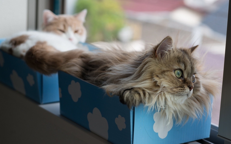 Котики в коробках