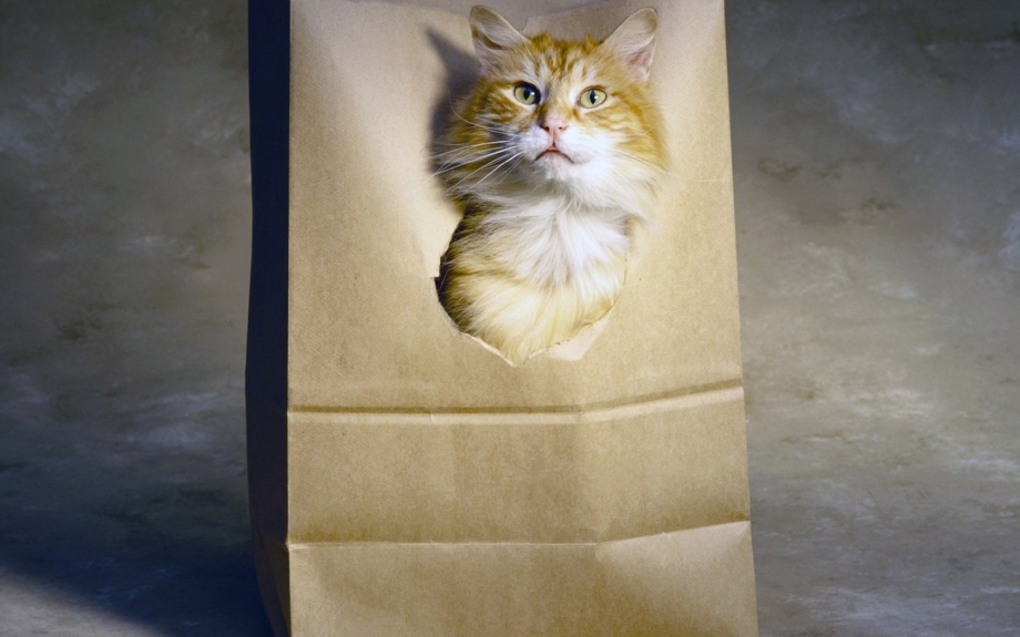 Кошка спит в коробке