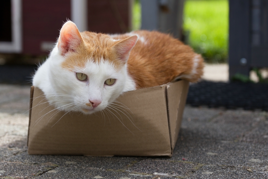 Смешной кот в коробке