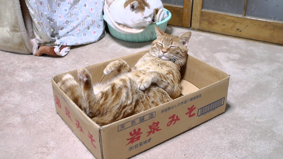 Кошка внутри коробки