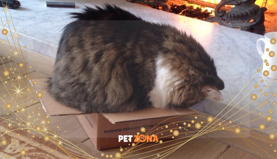 Котик прячется в коробке