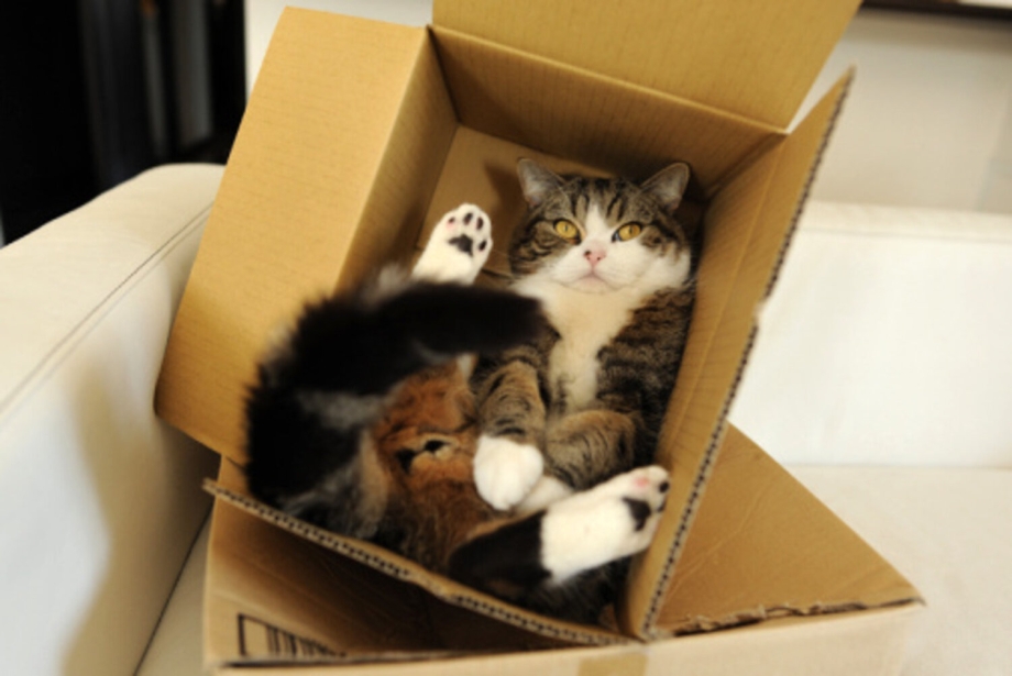 Кошки в коробках
