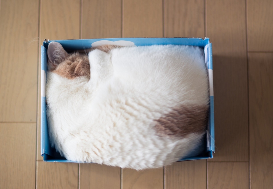 Котик и коробка