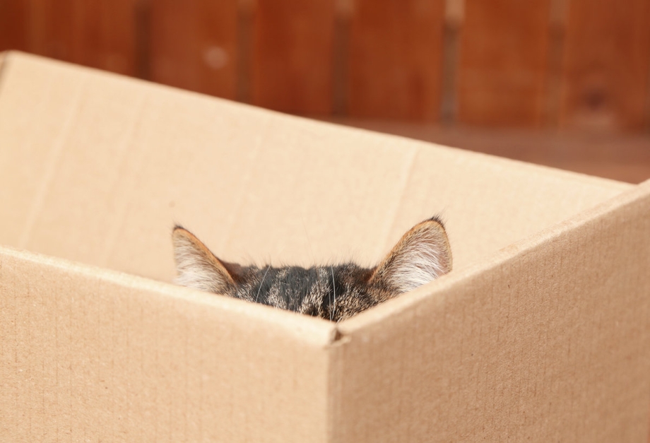 Коты и коробки
