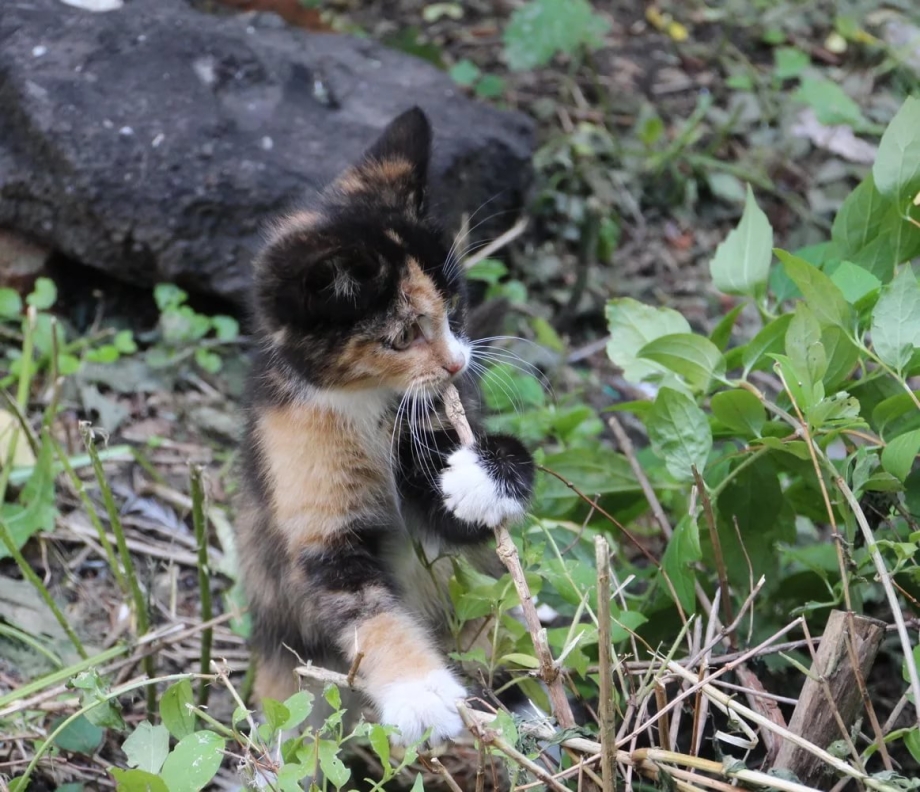Трёхцветная кошка в лесу