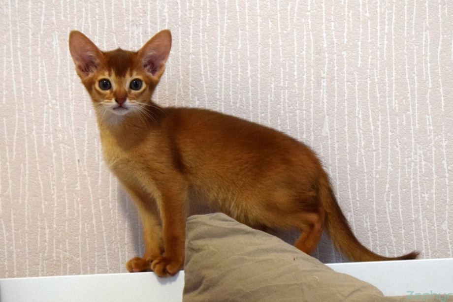 Абиссинская кошка соррель