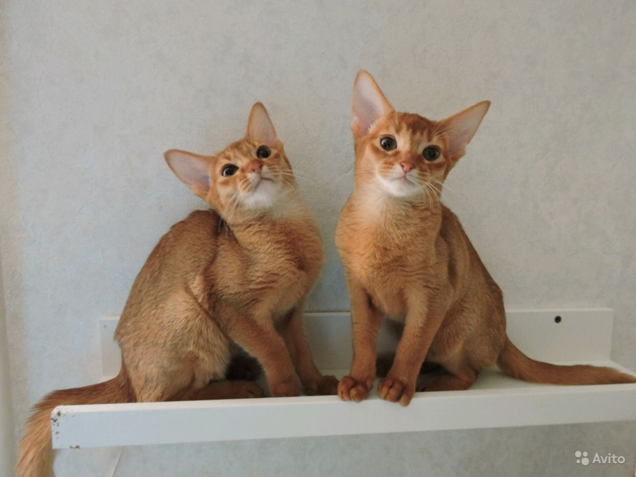 Сомалийская кошка Сорель