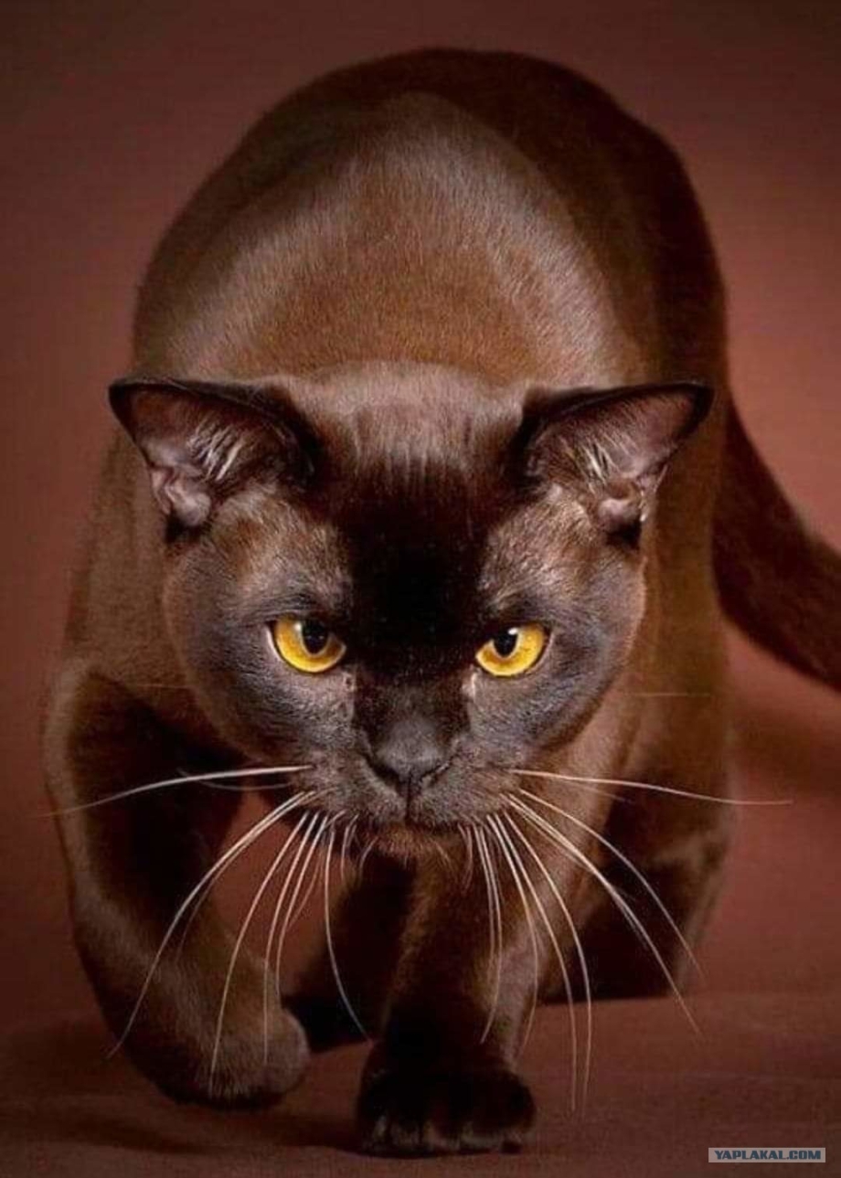 Европейская Бурманская кошка