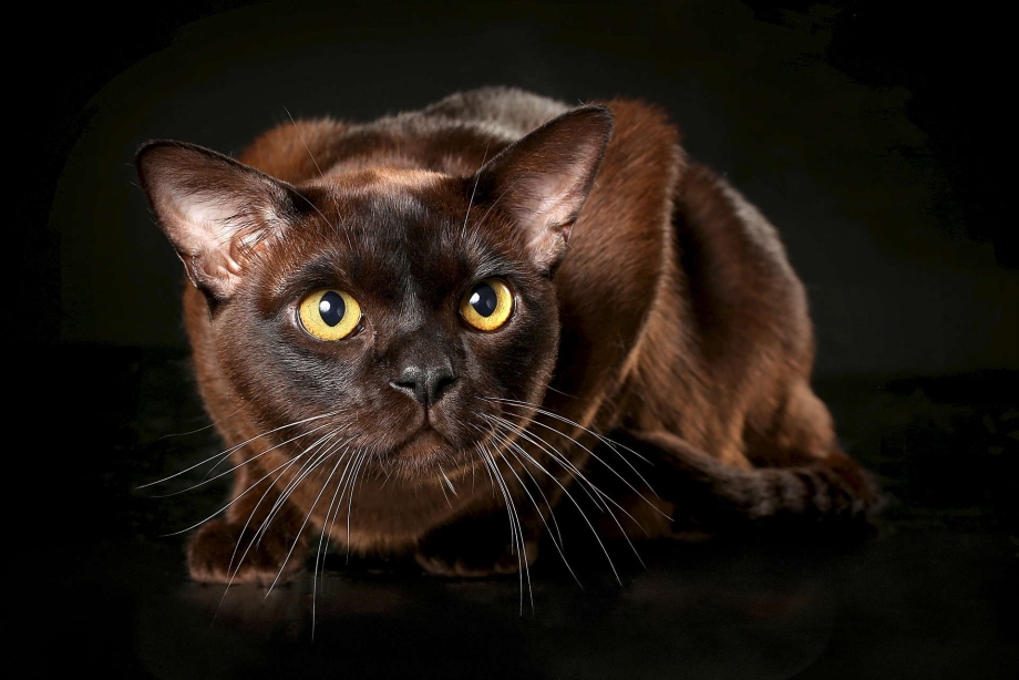 Бурманская кошка котята