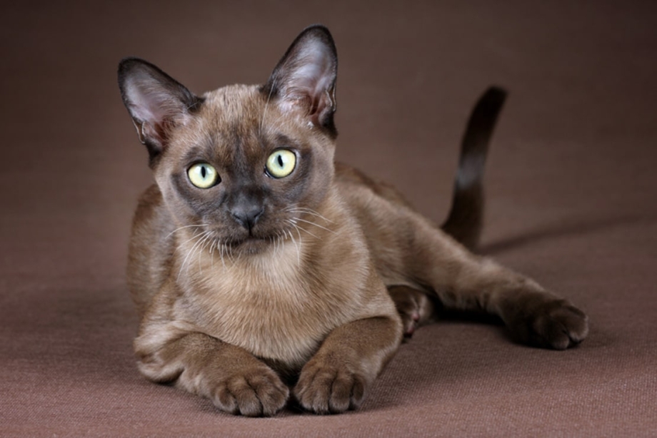 Бурманская кошка коричневый котята