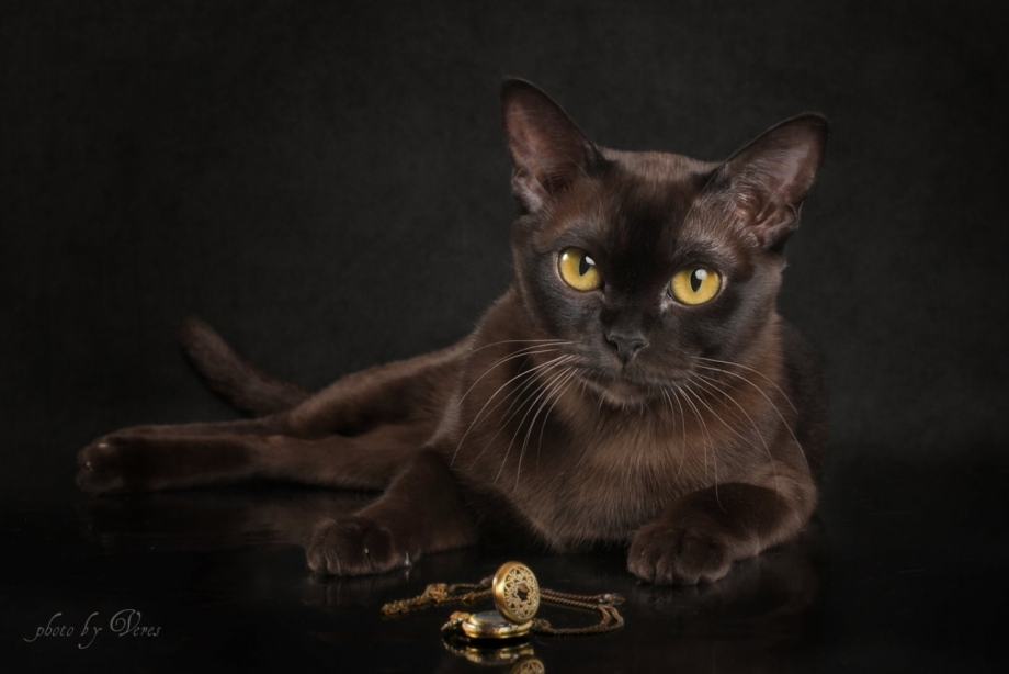 Европейская Бурманская кошка