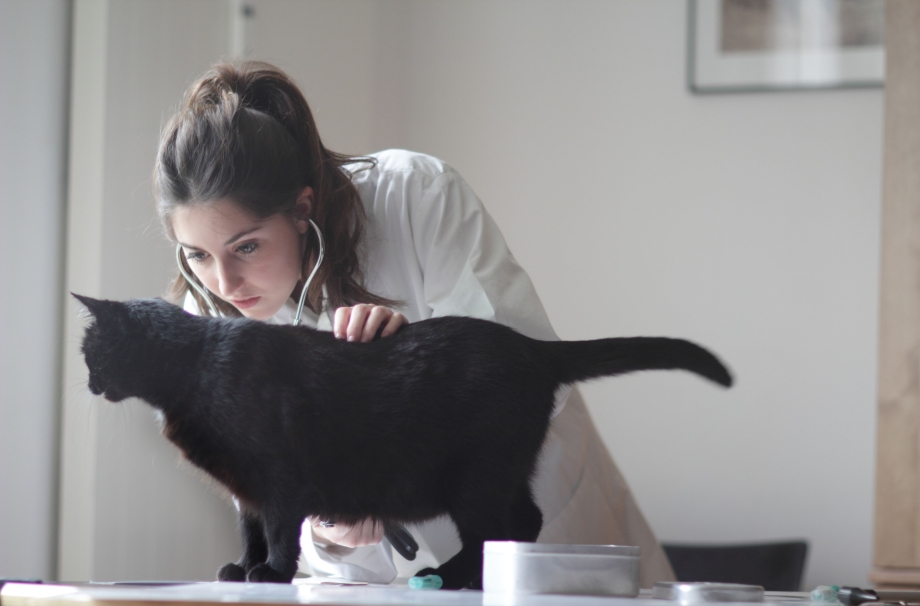 Кошка с нарушенным слухом