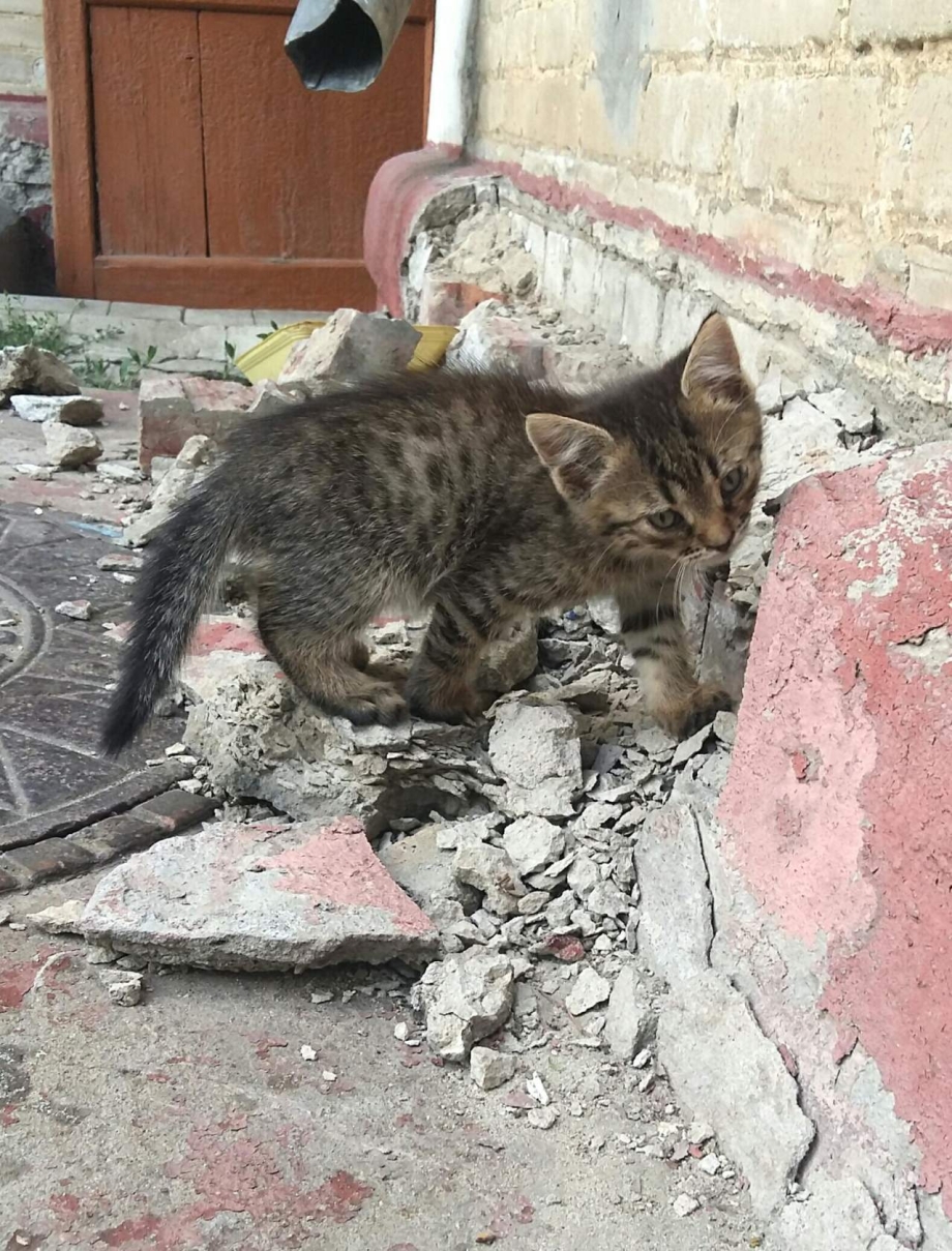 Кот нюхает сыр