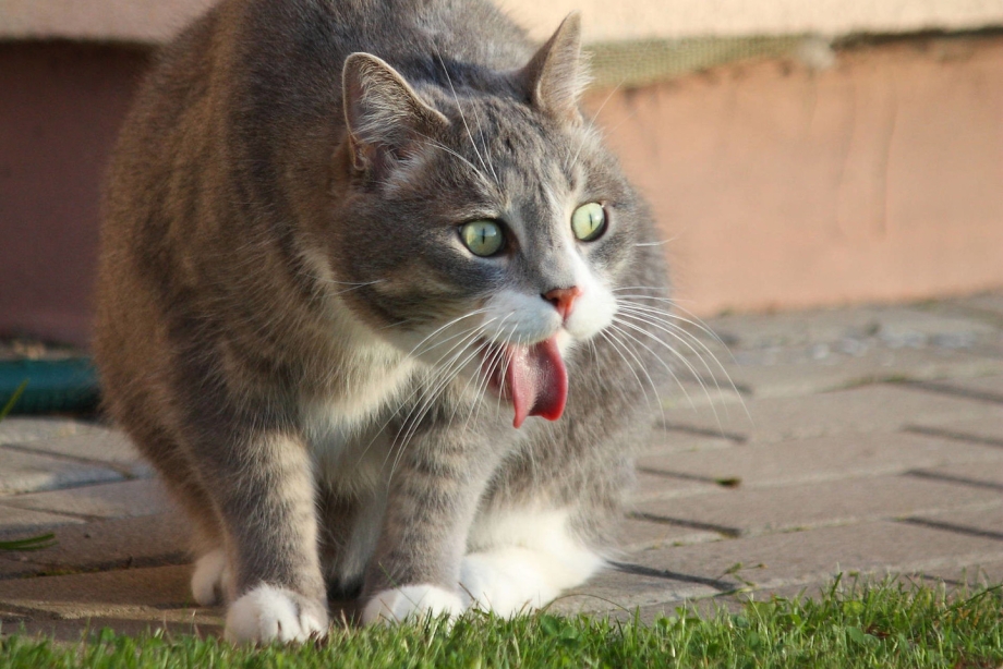 Коты отрыгивают шерсть