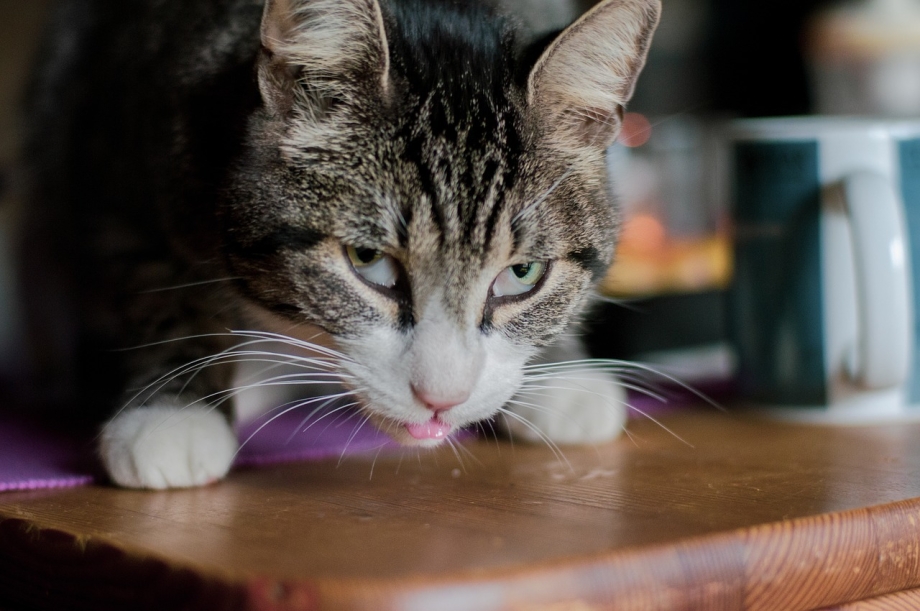 Кота тошнит