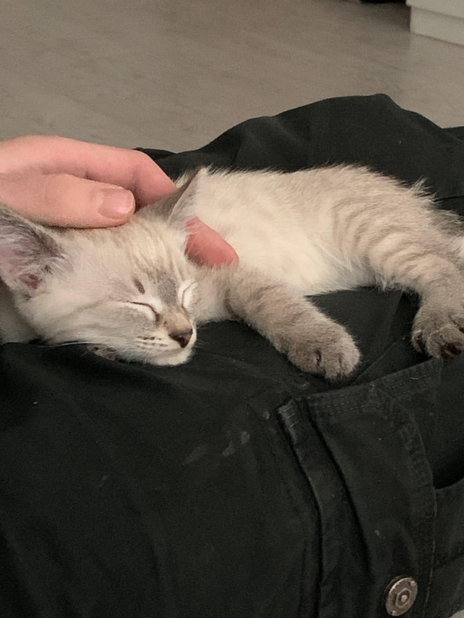 Рвотная болезнь у кошек