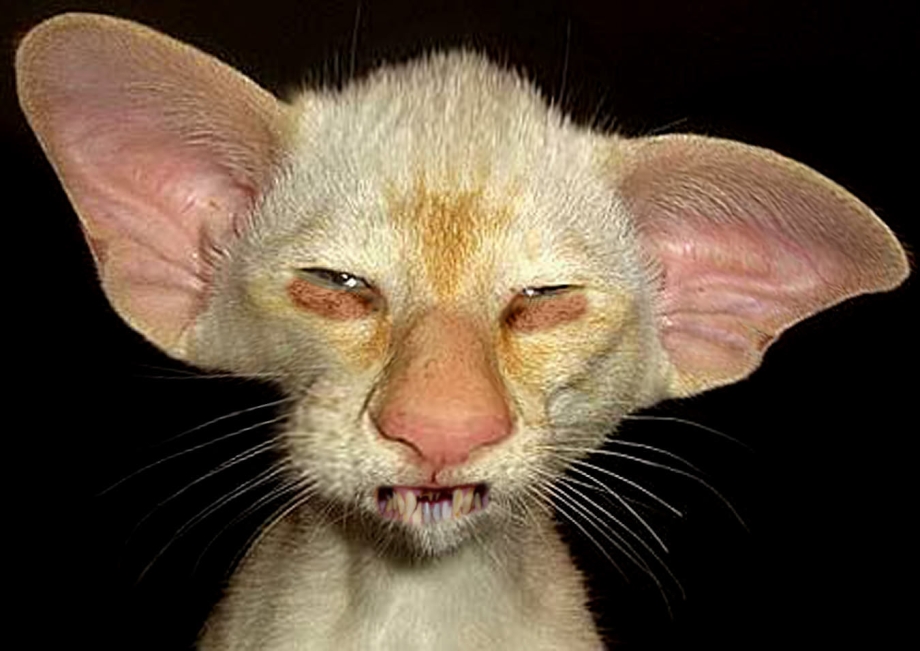 Смешные мокрые коты