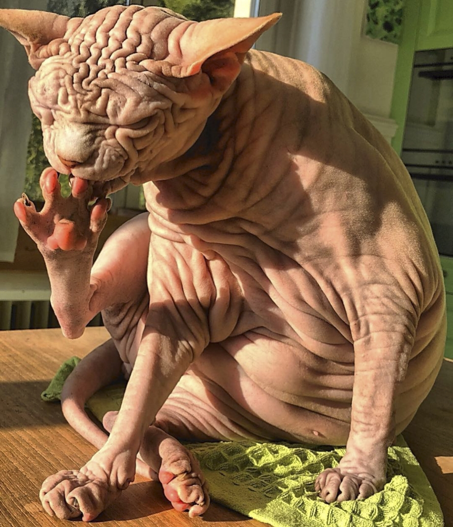 Кот сфинкс морщинистый