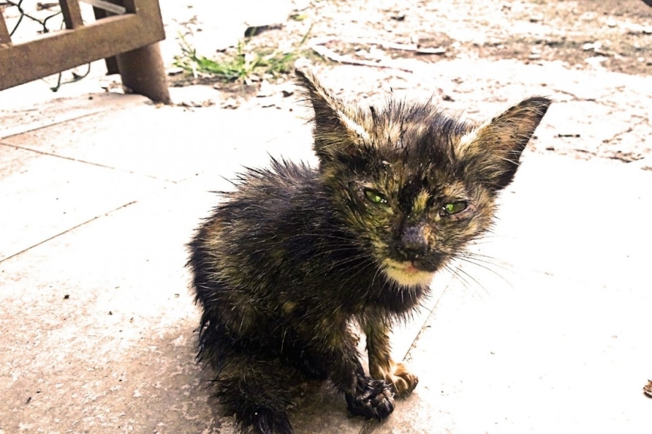 Страшные породы котов