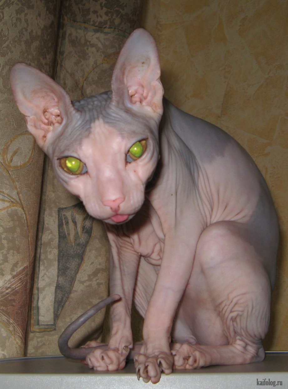 Кот Уилфред