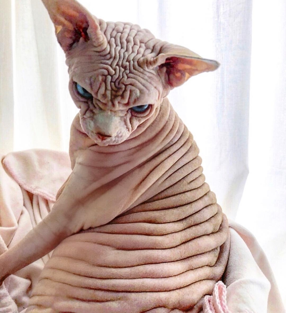 Сфинкс кохона