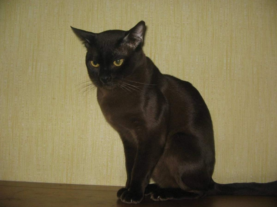 Бурманский кот черный