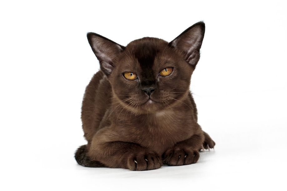 Бурманская кошка котята