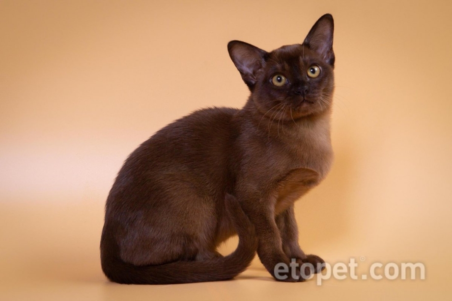Европейская Бурманская кошка