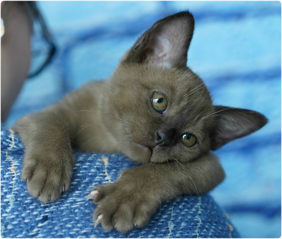 Кошка Бурма котята