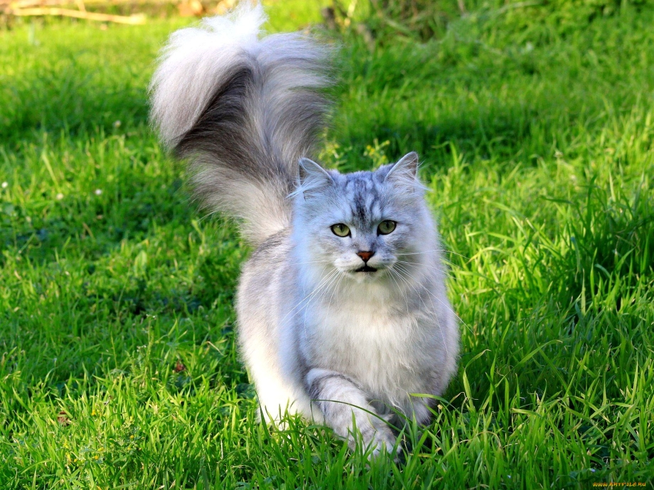 Коты с пушистыми хвостами
