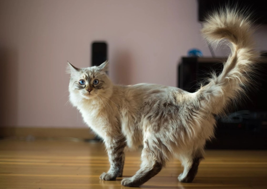 Кошка с пушистым хвостом