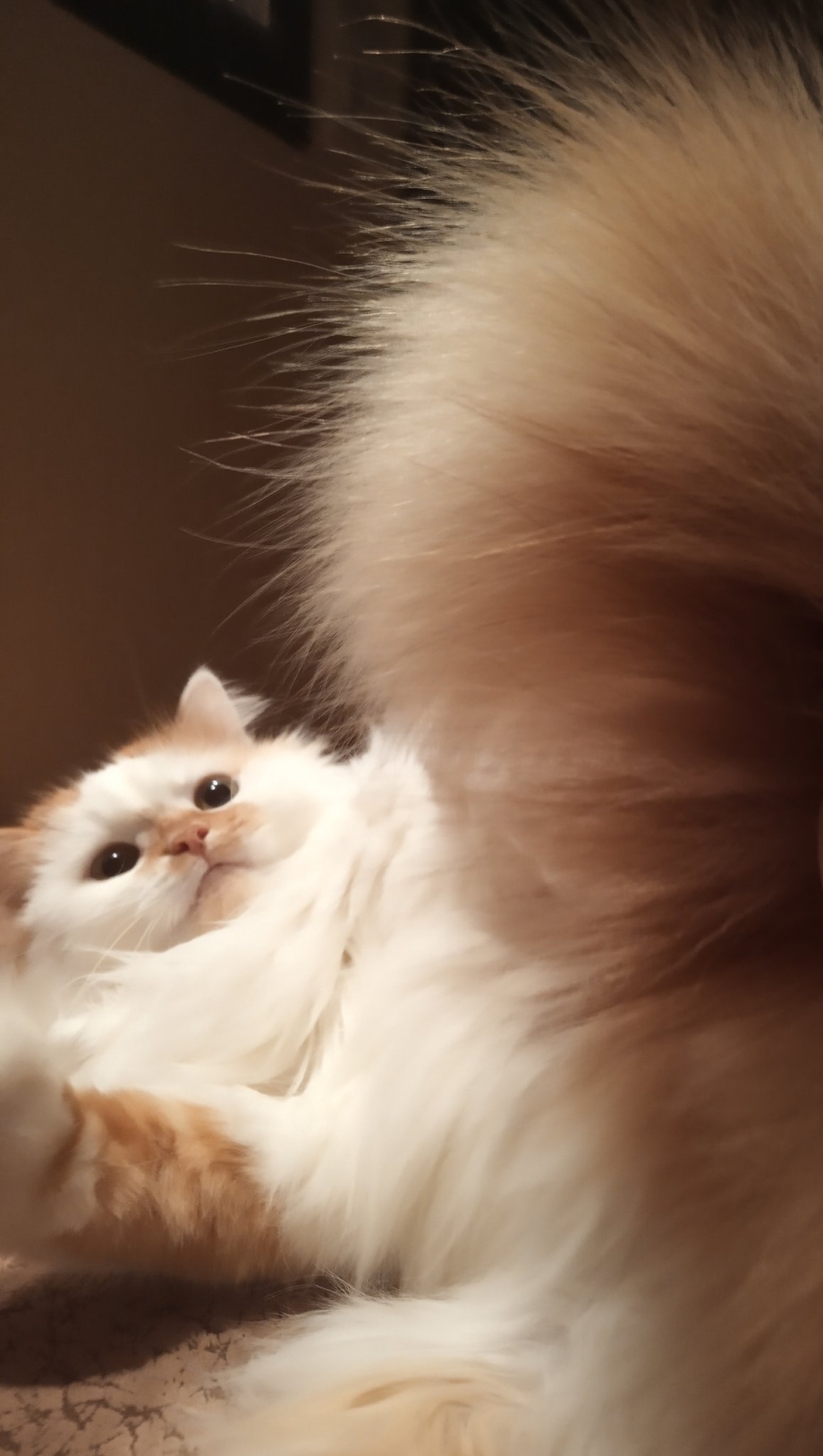Кошки с пышным хвостом
