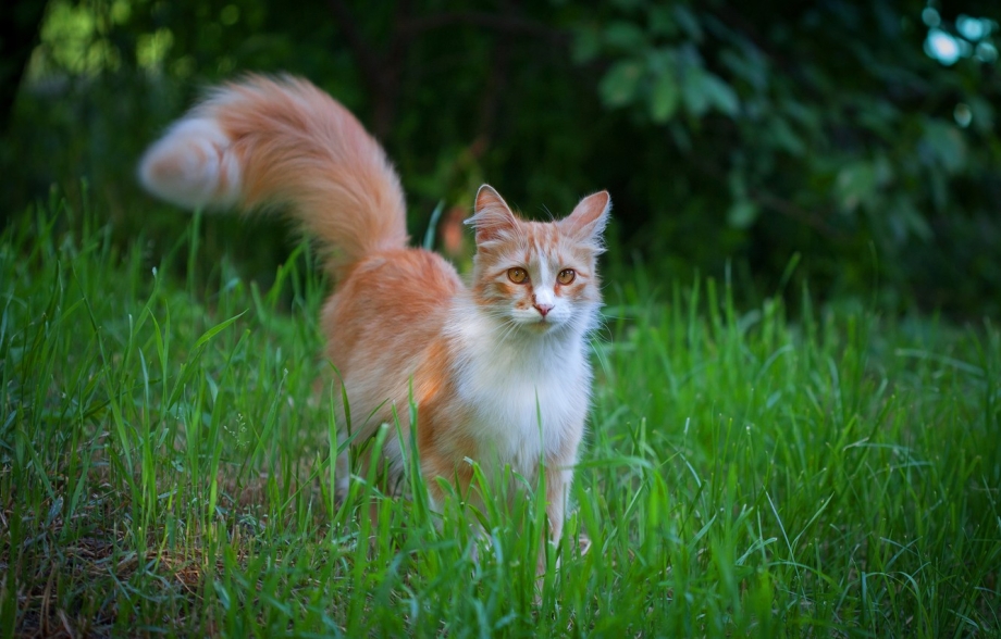 Кошка рыжая с белым