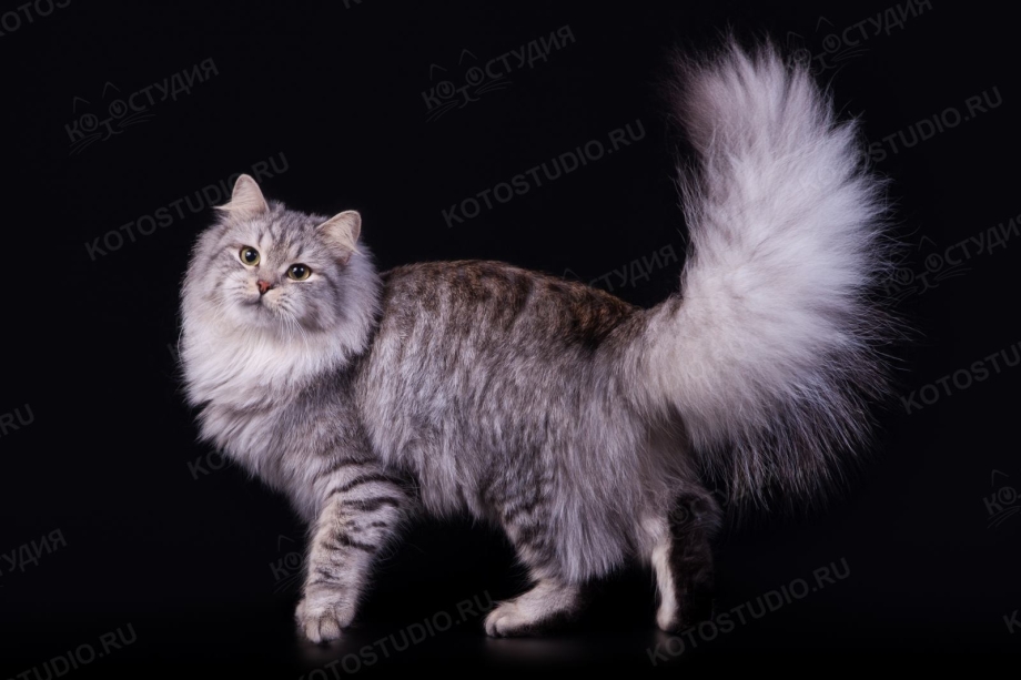 Сибирская кошка тэбби серебристая
