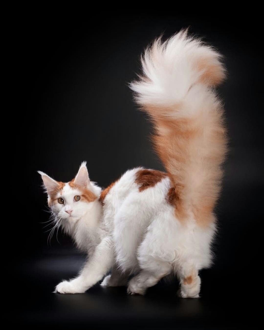 Коты турецкий Ван