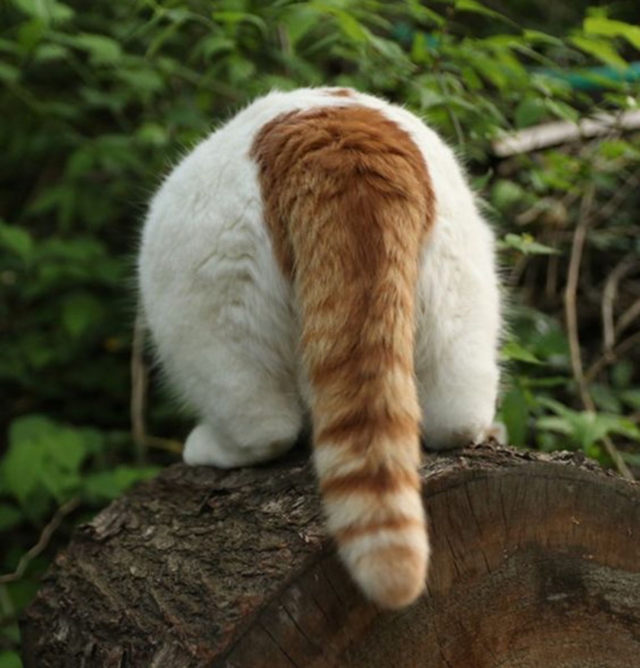 Кот с хвостом